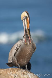 Brown pelican preening.  After wiping its long beak on the uropygial gland near the base of its tail, the pelican spreads the preen oil on feathers about its body, helping to keep them water resistant, an important protection for a bird that spends much of its life diving in the ocean for prey, Pelecanus occidentalis, Pelecanus occidentalis californicus, La Jolla, California