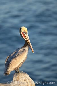 California brown pelican perched on sea cliff overlooking the ocean, Pelecanus occidentalis, Pelecanus occidentalis californicus, La Jolla