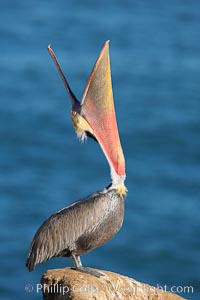 California brown pelican, head throw to stretch out its throat, winter mating plumage, Pelecanus occidentalis, Pelecanus occidentalis californicus, La Jolla