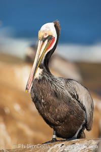 California brown pelican wearing identification tag, winter mating plumage. These tags aid scientists in understanding how the birds travel and recover if they have been rehabilitated, Pelecanus occidentalis, Pelecanus occidentalis californicus, La Jolla