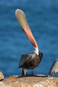 California brown pelican, head throw to stretch out its throat, winter mating plumage, Pelecanus occidentalis, Pelecanus occidentalis californicus, La Jolla