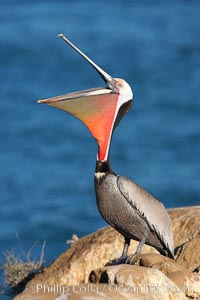 California brown pelican, head throw to stretch out its throat, winter mating plumage, showing bright red gular pouch and dark brown hindneck plumage of breeding adults, Pelecanus occidentalis, Pelecanus occidentalis californicus, La Jolla
