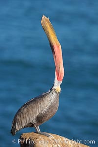 California brown pelican, head throw to stretch out its throat, winter mating plumage, Pelecanus occidentalis, Pelecanus occidentalis californicus, La Jolla