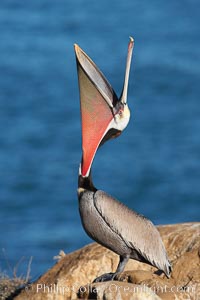 California brown pelican, head throw to stretch out its throat, winter mating plumage, Pelecanus occidentalis, Pelecanus occidentalis californicus, La Jolla