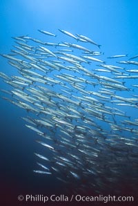 Barracuda, Sphyraena idiastes, Cousins