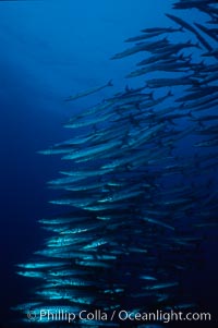 Barracuda, Sphyraena idiastes, Roca Redonda