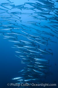 Barracuda, Roca Redonda