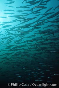 Barracuda, Sphyraena idiastes, Cousins