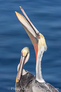 A brown pelican performs a bill throw as another looks on, both are adult winter non-breeding plumage, Pelecanus occidentalis, Pelecanus occidentalis californicus, La Jolla, California