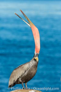 Brown pelican head throw. During a bill throw, the pelican arches its neck back, lifting its large bill upward and stretching its throat pouch, Pelecanus occidentalis, Pelecanus occidentalis californicus, La Jolla, California