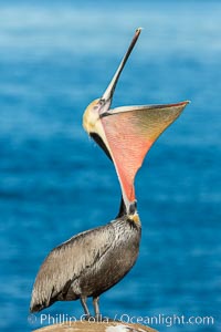 Brown pelican head throw. During a bill throw, the pelican arches its neck back, lifting its large bill upward and stretching its throat pouch, Pelecanus occidentalis, Pelecanus occidentalis californicus, La Jolla, California