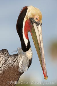 A California brown pelican entangled in a plastic bag which is wrapped around its neck.  This unfortunate pelican probably became entangled in the bag by mistaking the floating plastic for food and diving on it, spearing it in such a way that the bag has lodged around the pelican's neck.  Plastic bags kill and injure untold numbers of marine animals each year.