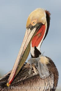 A California brown pelican entangled in a plastic bag which is wrapped around its neck.  This unfortunate pelican probably became entangled in the bag by mistaking the floating plastic for food and diving on it, spearing it in such a way that the bag has lodged around the pelican's neck.  Plastic bags kill and injure untold numbers of marine animals each year.