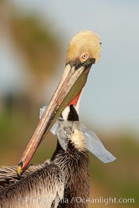 A California brown pelican entangled in a plastic bag which is wrapped around its neck.  This unfortunate pelican probably became entangled in the bag by mistaking the floating plastic for food and diving on it, spearing it in such a way that the bag has lodged around the pelican's neck.  Plastic bags kill and injure untold numbers of marine animals each year, Pelecanus occidentalis, Pelecanus occidentalis californicus, La Jolla