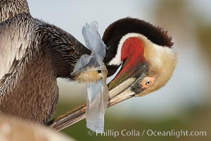 A California brown pelican entangled in a plastic bag which is wrapped around its neck.  This unfortunate pelican probably became entangled in the bag by mistaking the floating plastic for food and diving on it, spearing it in such a way that the bag has lodged around the pelican's neck.  Plastic bags kill and injure untold numbers of marine animals each year, Pelecanus occidentalis, Pelecanus occidentalis californicus, La Jolla