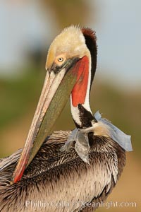 A California brown pelican entangled in a plastic bag which is wrapped around its neck.  This unfortunate pelican probably became entangled in the bag by mistaking the floating plastic for food and diving on it, spearing it in such a way that the bag has lodged around the pelican's neck.  Plastic bags kill and injure untold numbers of marine animals each year, Pelecanus occidentalis, Pelecanus occidentalis californicus, La Jolla