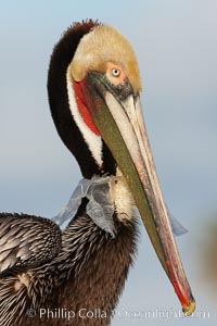 A California brown pelican entangled in a plastic bag which is wrapped around its neck.  This unfortunate pelican probably became entangled in the bag by mistaking the floating plastic for food and diving on it, spearing it in such a way that the bag has lodged around the pelican's neck.  Plastic bags kill and injure untold numbers of marine animals each year, Pelecanus occidentalis, Pelecanus occidentalis californicus, La Jolla