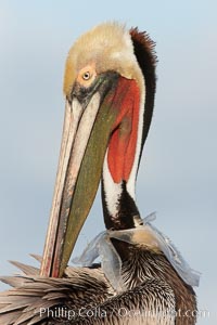 A California brown pelican entangled in a plastic bag which is wrapped around its neck.  This unfortunate pelican probably became entangled in the bag by mistaking the floating plastic for food and diving on it, spearing it in such a way that the bag has lodged around the pelican's neck.  Plastic bags kill and injure untold numbers of marine animals each year, Pelecanus occidentalis, Pelecanus occidentalis californicus, La Jolla