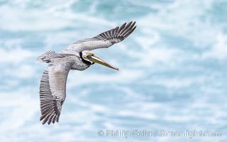 Pelican in Flight over Huge Waves in La Jolla, foamy ocean background, adult winter breeding plumage, wings spread wide, Pelecanus occidentalis, Pelecanus occidentalis californicus