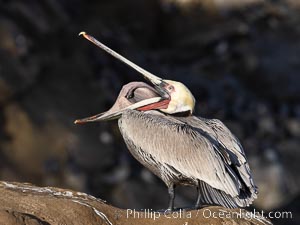 Brown pelican glottis exposure. This pelican is inverting its throat and stretching it over its neck and chest in an effort to stretch and rearrange tissues of the mouth and throat, Pelecanus occidentalis, Pelecanus occidentalis californicus, La Jolla, California