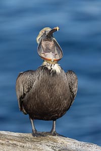 Brown pelican glottis exposure. This pelican is inverting its throat and stretching it over its neck and chest in an effort to stretch and rearrange tissues of the mouth and throat, Pelecanus occidentalis, Pelecanus occidentalis californicus, La Jolla, California