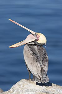 Brown pelican glottis exposure. This pelican is inverting its throat and stretching it over its neck and chest in an effort to stretch and rearrange tissues of the mouth and throat, Pelecanus occidentalis, Pelecanus occidentalis californicus, La Jolla, California