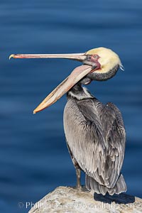 Brown pelican glottis exposure. This pelican is inverting its throat and stretching it over its neck and chest in an effort to stretch and rearrange tissues of the mouth and throat, Pelecanus occidentalis, Pelecanus occidentalis californicus, La Jolla, California