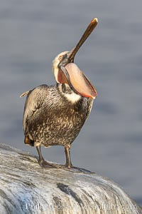 Brown pelican glottis exposure. This pelican is inverting its throat and stretching it over its neck and chest in an effort to stretch and rearrange tissues of the mouth and throat, Pelecanus occidentalis, Pelecanus occidentalis californicus, La Jolla, California