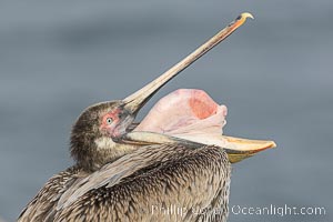 Brown pelican glottis exposure. This pelican is inverting its throat and stretching it over its neck and chest in an effort to stretch and rearrange tissues of the mouth and throat, Pelecanus occidentalis, Pelecanus occidentalis californicus, La Jolla, California