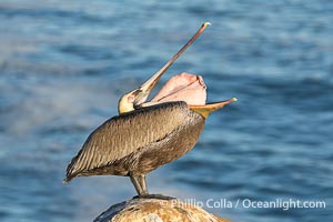 Brown pelican glottis exposure. This pelican is inverting its throat and stretching it over its neck and chest in an effort to stretch and rearrange tissues of the mouth and throat, Pelecanus occidentalis californicus, Pelecanus occidentalis