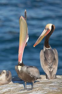 Brown pelican stretches its throat with a head throw. California race with winter mating plumage, Pelecanus occidentalis, Pelecanus occidentalis californicus, La Jolla