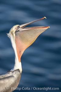 Brown pelican peforming a head throw, in which it raises its long beak toward the sky and stretches its long neck, Pelecanus occidentalis, Pelecanus occidentalis californicus, La Jolla, California