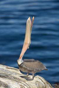 Brown pelican peforming a head throw, in which it raises its long beak toward the sky and stretches its long neck, Pelecanus occidentalis, Pelecanus occidentalis californicus, La Jolla, California