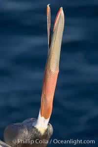 Brown pelican peforming a head throw, in which it raises its long beak toward the sky and stretches its long neck, Pelecanus occidentalis, Pelecanus occidentalis californicus, La Jolla, California