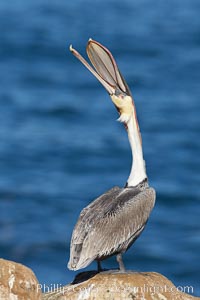 A California brown pelican performs a head throw.  During a bill throw, the pelican arches its neck back, lifting its large bill upward and stretching its throat pouch.  Adult winter non-breeding plumage showing white hindneck and red gular throat pouch, Pelecanus occidentalis, Pelecanus occidentalis californicus, La Jolla