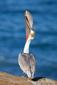 A California brown pelican performs a head throw.  During a bill throw, the pelican arches its neck back, lifting its large bill upward and stretching its throat pouch.  Adult winter non-breeding plumage showing white hindneck and red gular throat pouch, Pelecanus occidentalis, Pelecanus occidentalis californicus, La Jolla