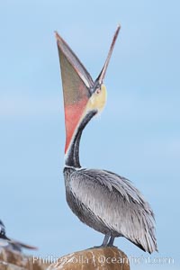 Brown pelican head throw, blurred due to long exposure before sunrise.  During a bill throw, the pelican arches its neck back, lifting its large bill upward and stretching its throat pouch, Pelecanus occidentalis, Pelecanus occidentalis californicus, La Jolla, California