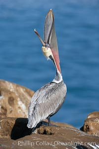 Brown pelican head throw, winter plumage, showing bright red gular pouch and dark brown hindneck plumage of breeding adults.  During a bill throw, the pelican arches its neck back, lifting its large bill upward and stretching its throat pouch, Pelecanus occidentalis, Pelecanus occidentalis californicus, La Jolla, California