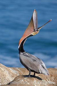 Brown pelican head throw, winter plumage, showing bright red gular pouch and dark brown hindneck plumage of breeding adults.  During a bill throw, the pelican arches its neck back, lifting its large bill upward and stretching its throat pouch, Pelecanus occidentalis, Pelecanus occidentalis californicus, La Jolla, California