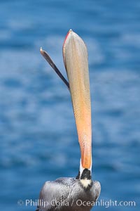 Brown pelican head throw, winter plumage, showing bright red gular pouch and dark brown hindneck plumage of breeding adults.  During a bill throw, the pelican arches its neck back, lifting its large bill upward and stretching its throat pouch, Pelecanus occidentalis, Pelecanus occidentalis californicus, La Jolla, California