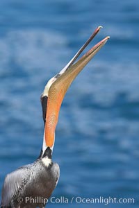 Brown pelican head throw, winter plumage, showing bright red gular pouch and dark brown hindneck plumage of breeding adults.  During a bill throw, the pelican arches its neck back, lifting its large bill upward and stretching its throat pouch, Pelecanus occidentalis, Pelecanus occidentalis californicus, La Jolla, California