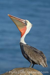 Brown pelican raising its bill in a head throw to  stretch is throat.  Winter plumage, non-mating coloration, Pelecanus occidentalis, Pelecanus occidentalis californicus, La Jolla, California