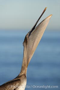 Brown pelican head throw, winter plumage, showing bright red gular pouch and dark brown hindneck plumage of breeding adults.  During a bill throw, the pelican arches its neck back, lifting its large bill upward and stretching its throat pouch, Pelecanus occidentalis, Pelecanus occidentalis californicus, La Jolla, California