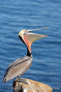 Brown pelican head throw, winter plumage, showing bright red gular pouch and dark brown hindneck plumage of breeding adults.  During a bill throw, the pelican arches its neck back, lifting its large bill upward and stretching its throat pouch, Pelecanus occidentalis, Pelecanus occidentalis californicus, La Jolla, California