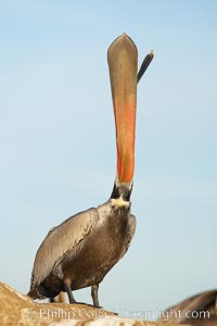 Brown pelican head throw, winter plumage, showing bright red gular pouch and dark brown hindneck plumage of breeding adults.  During a bill throw, the pelican arches its neck back, lifting its large bill upward and stretching its throat pouch, Pelecanus occidentalis, Pelecanus occidentalis californicus, La Jolla, California