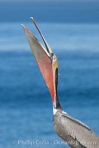 Brown pelican head throw, winter plumage, showing bright red gular pouch and dark brown hindneck plumage of breeding adults.  During a bill throw, the pelican arches its neck back, lifting its large bill upward and stretching its throat pouch, Pelecanus occidentalis, Pelecanus occidentalis californicus, La Jolla, California
