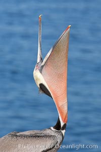 Brown pelican head throw, winter plumage, showing bright red gular pouch and dark brown hindneck plumage of breeding adults.  During a bill throw, the pelican arches its neck back, lifting its large bill upward and stretching its throat pouch, Pelecanus occidentalis, Pelecanus occidentalis californicus, La Jolla, California