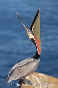 Brown pelican head throw.  During a bill throw, the pelican arches its neck back, lifting its large bill upward and stretching its throat pouch, Pelecanus occidentalis, Pelecanus occidentalis californicus, La Jolla, California