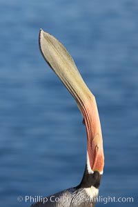 Brown pelican head throw.  During a bill throw, the pelican arches its neck back, lifting its large bill upward and stretching its throat pouch, Pelecanus occidentalis, Pelecanus occidentalis californicus, La Jolla, California