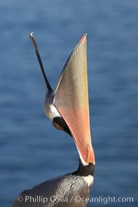 Brown pelican head throw.  During a bill throw, the pelican arches its neck back, lifting its large bill upward and stretching its throat pouch, Pelecanus occidentalis, Pelecanus occidentalis californicus, La Jolla, California